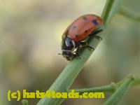 /home//u458753944/public_html/sourcegallery//Insects and small critters/beetles (Coleoptera)/P4240112.JPG